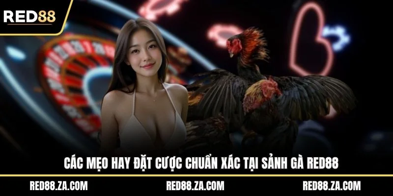 Các mẹo hay đặt cược chuẩn xác tại sảnh gà RED88