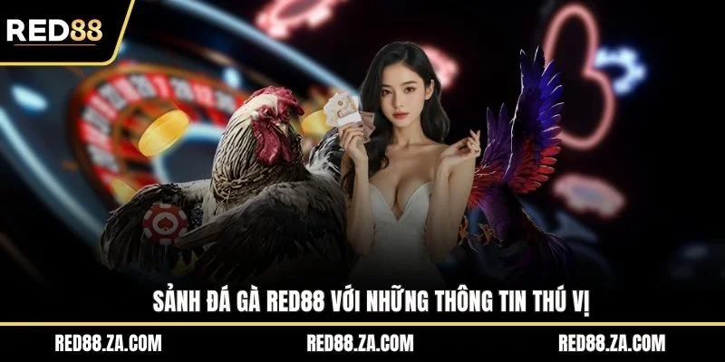 Sảnh đá gà RED88 với những thông tin thú vị